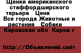 Щенки американского стаффордширского терьера › Цена ­ 20 000 - Все города Животные и растения » Собаки   . Кировская обл.,Киров г.